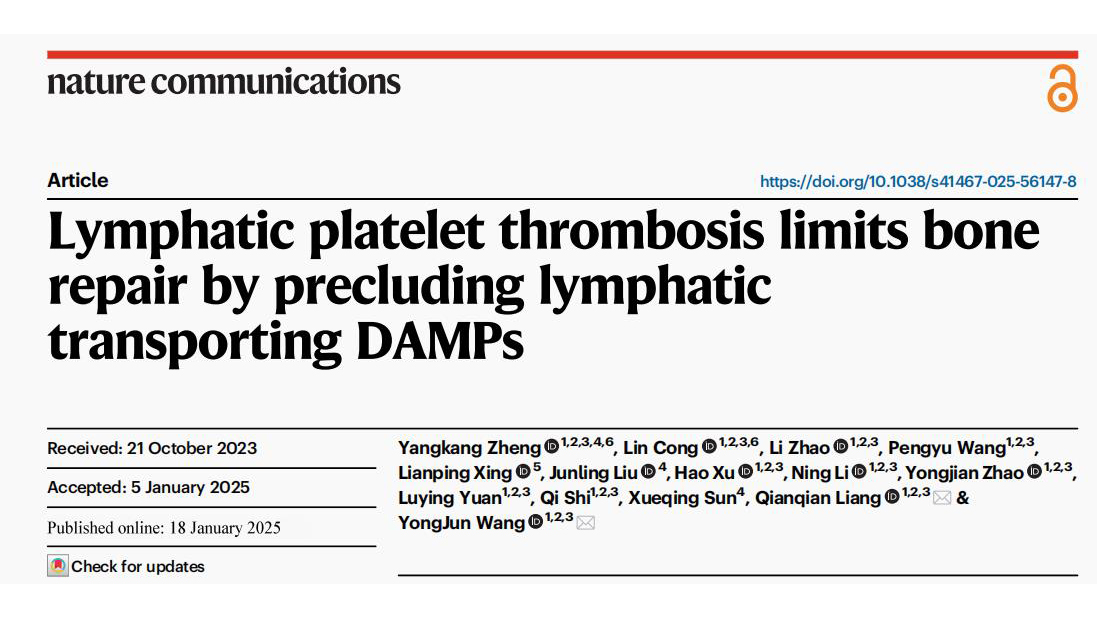 王拥军教授、梁倩倩研究员带领团队首次发现淋巴管血小板栓延缓骨折愈合
