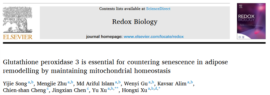 伟德首席教授徐宏喜团队研究揭示谷胱甘肽过氧化物酶3参与脂肪组织重塑过程的作用机制
