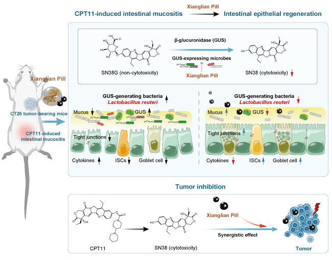中药所、肝病所联合研究团队发现经典名方改善肿瘤化疗药消化道副作用新机制